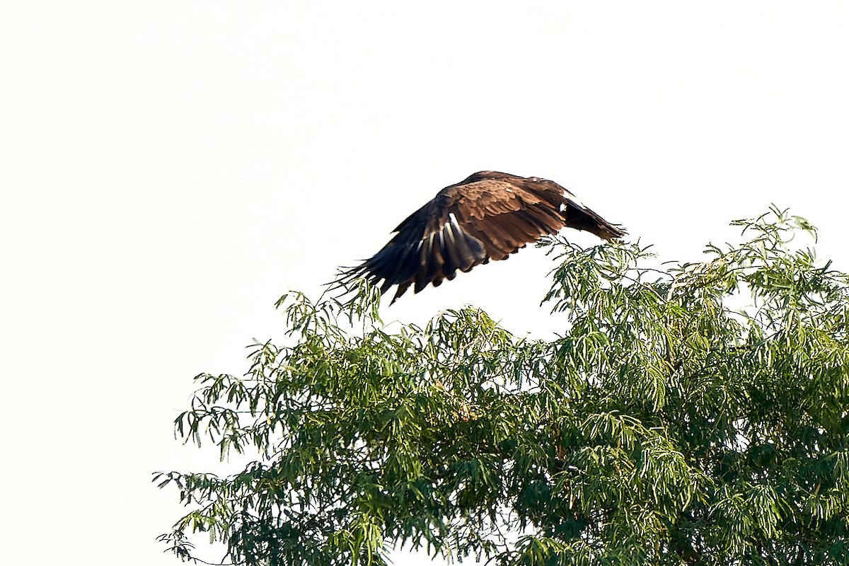 Greater Spotted Eagle - Tomáš Grim