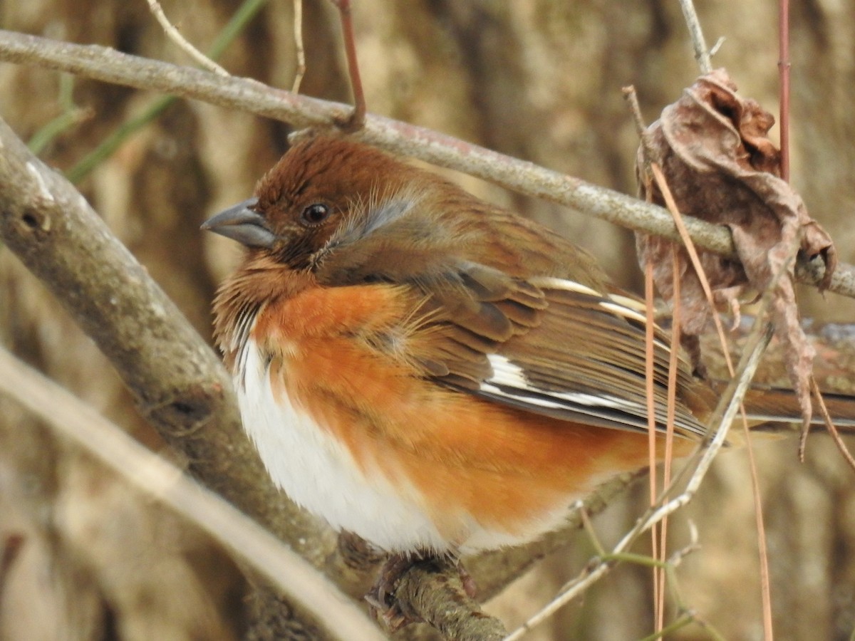 Eastern Towhee - ML530486101