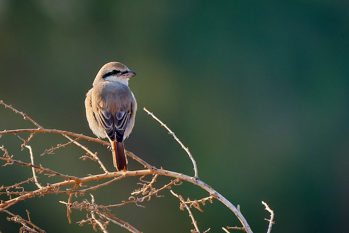 Isabelline Shrike - ML530486271