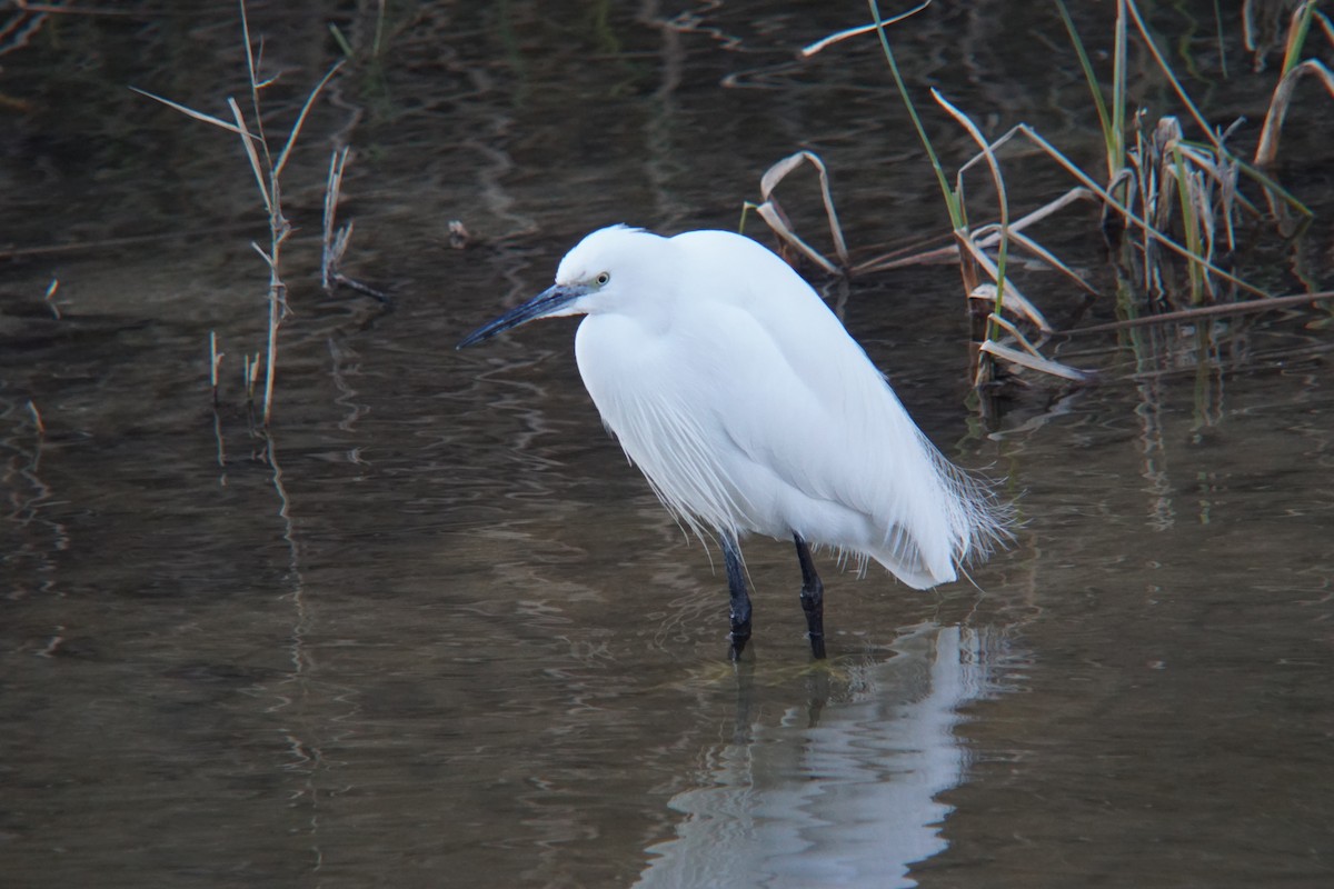 Little Egret - ML530487121