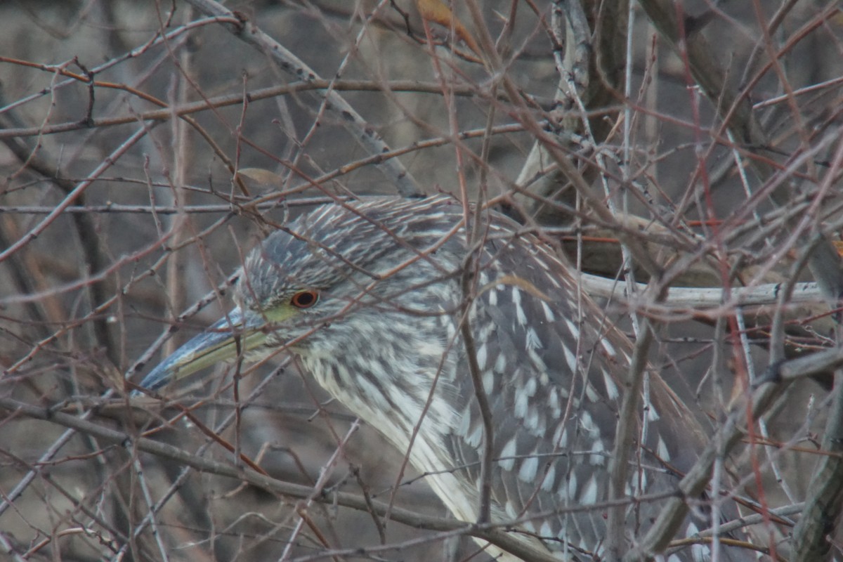 Black-crowned Night Heron - ML530487151