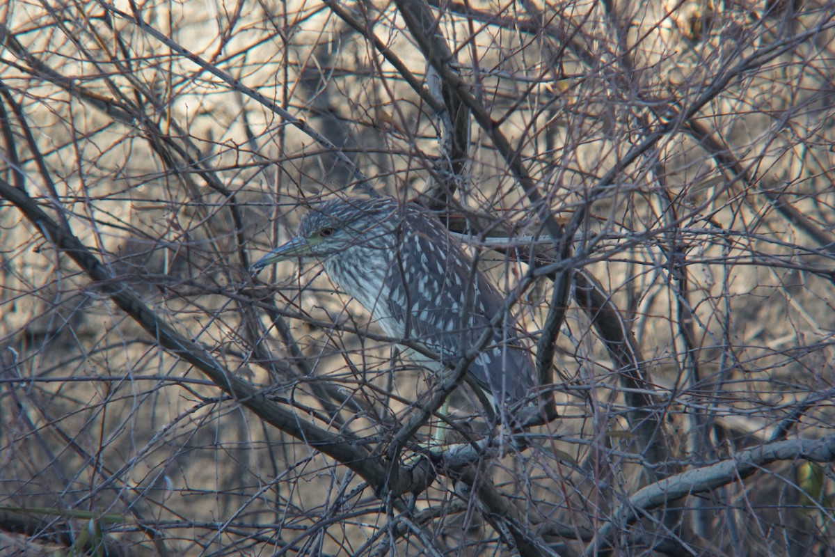 Black-crowned Night Heron - ML530487161