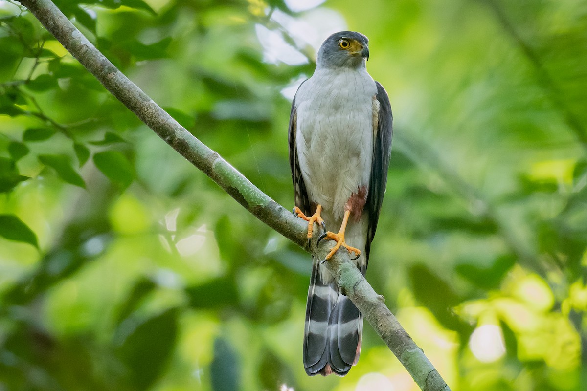 Bicolored Hawk - ML530487371