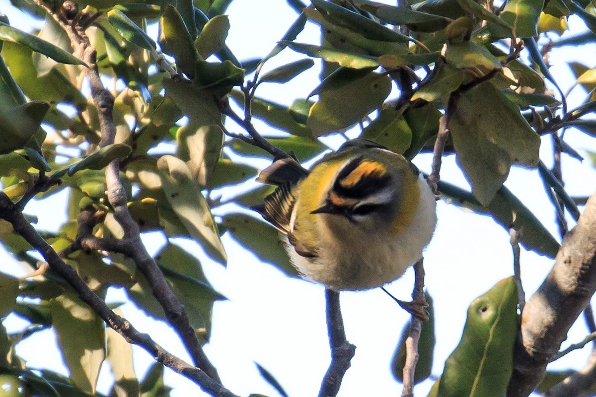 Common Firecrest - ML530487441