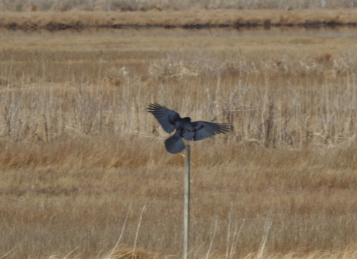 American Crow - ML530487781