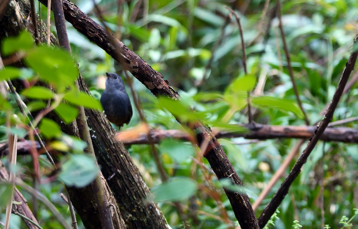 Perijátapaculo - ML530488041