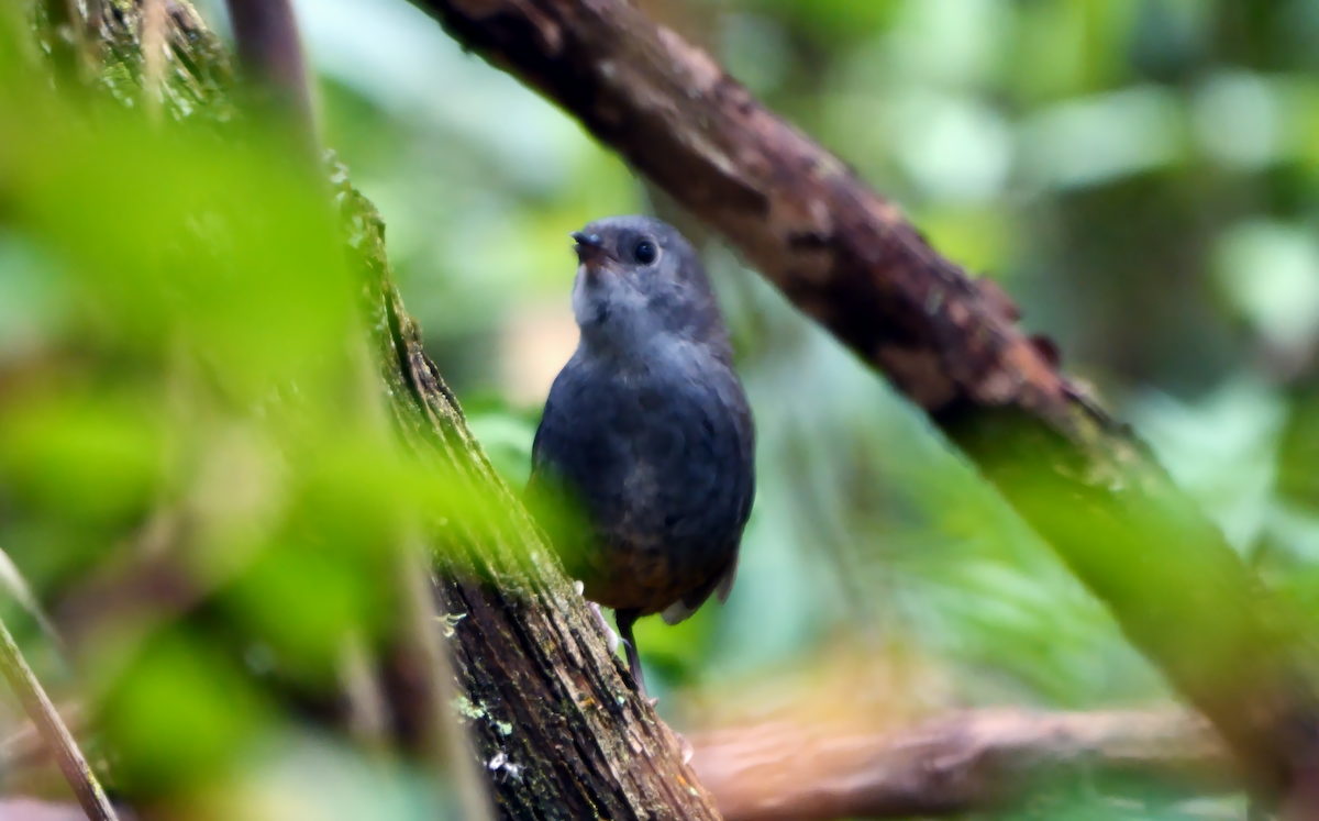 Perija Tapaculo - ML530488051