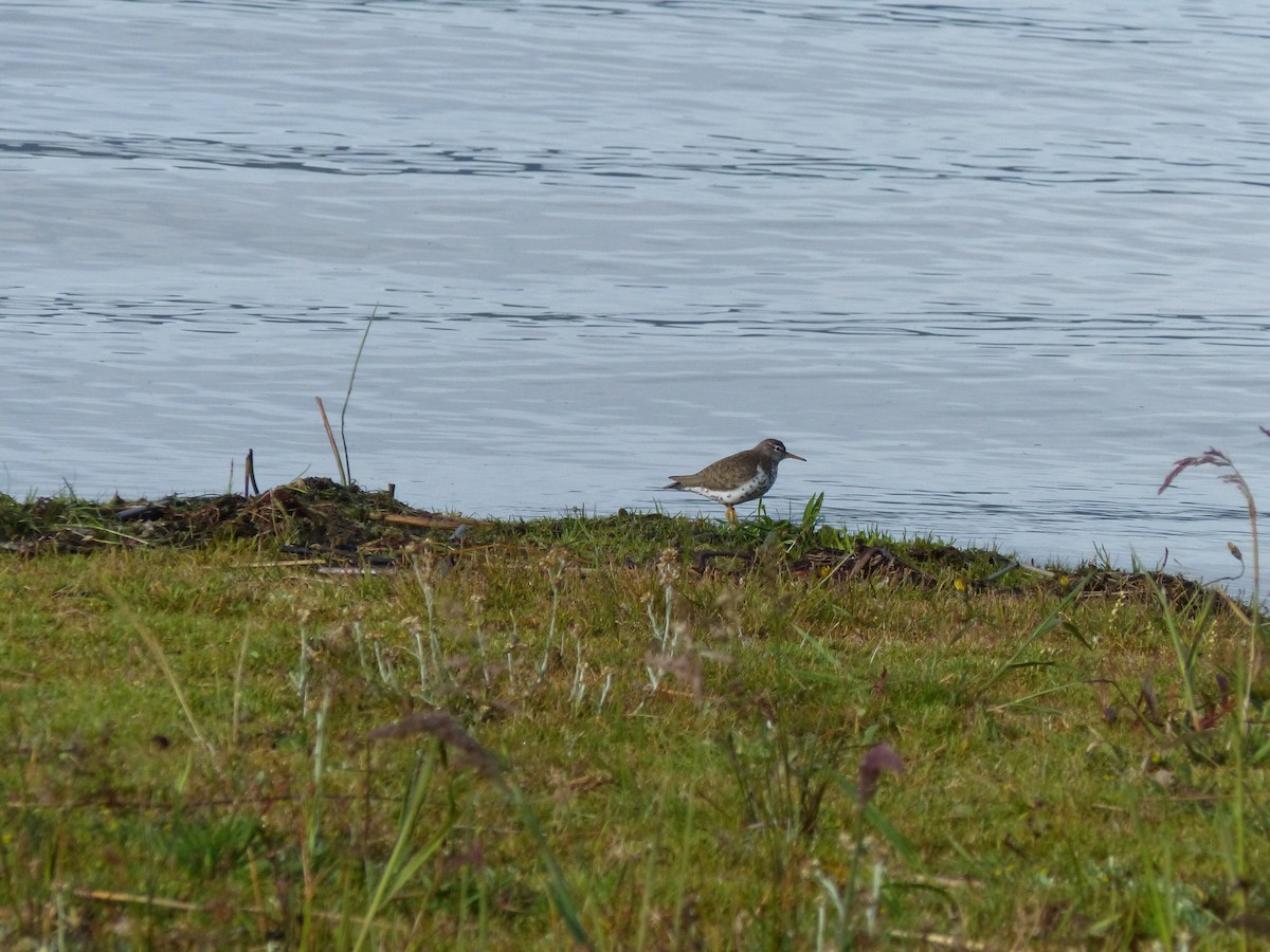 Spotted Sandpiper - Guy RUFRAY