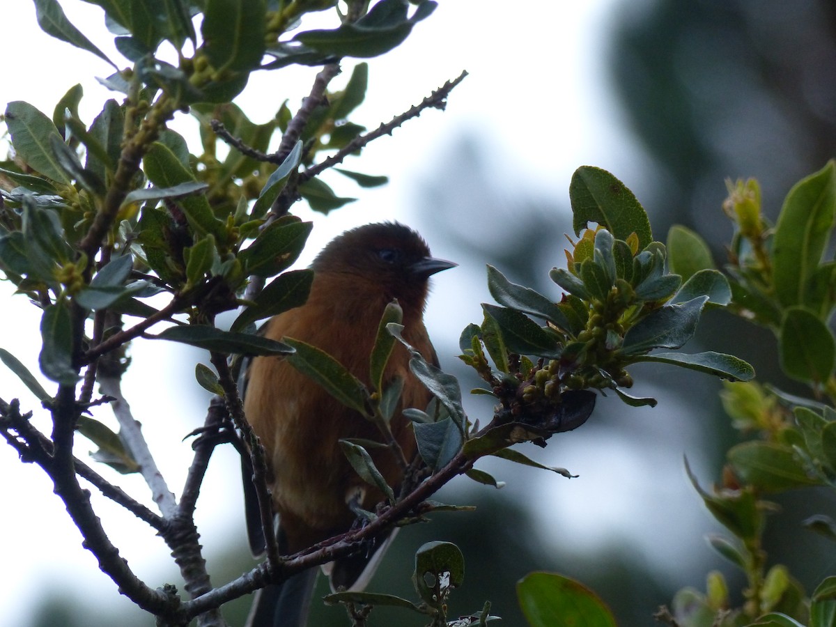 Rufous-browed Conebill - ML530488851