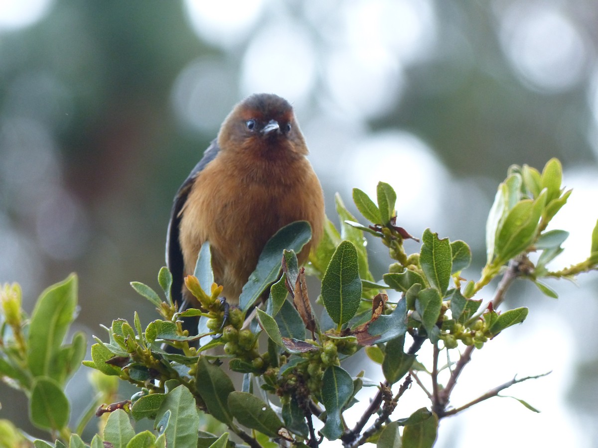 Rufous-browed Conebill - ML530488861