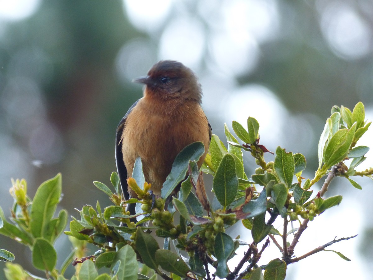 Rufous-browed Conebill - ML530488871