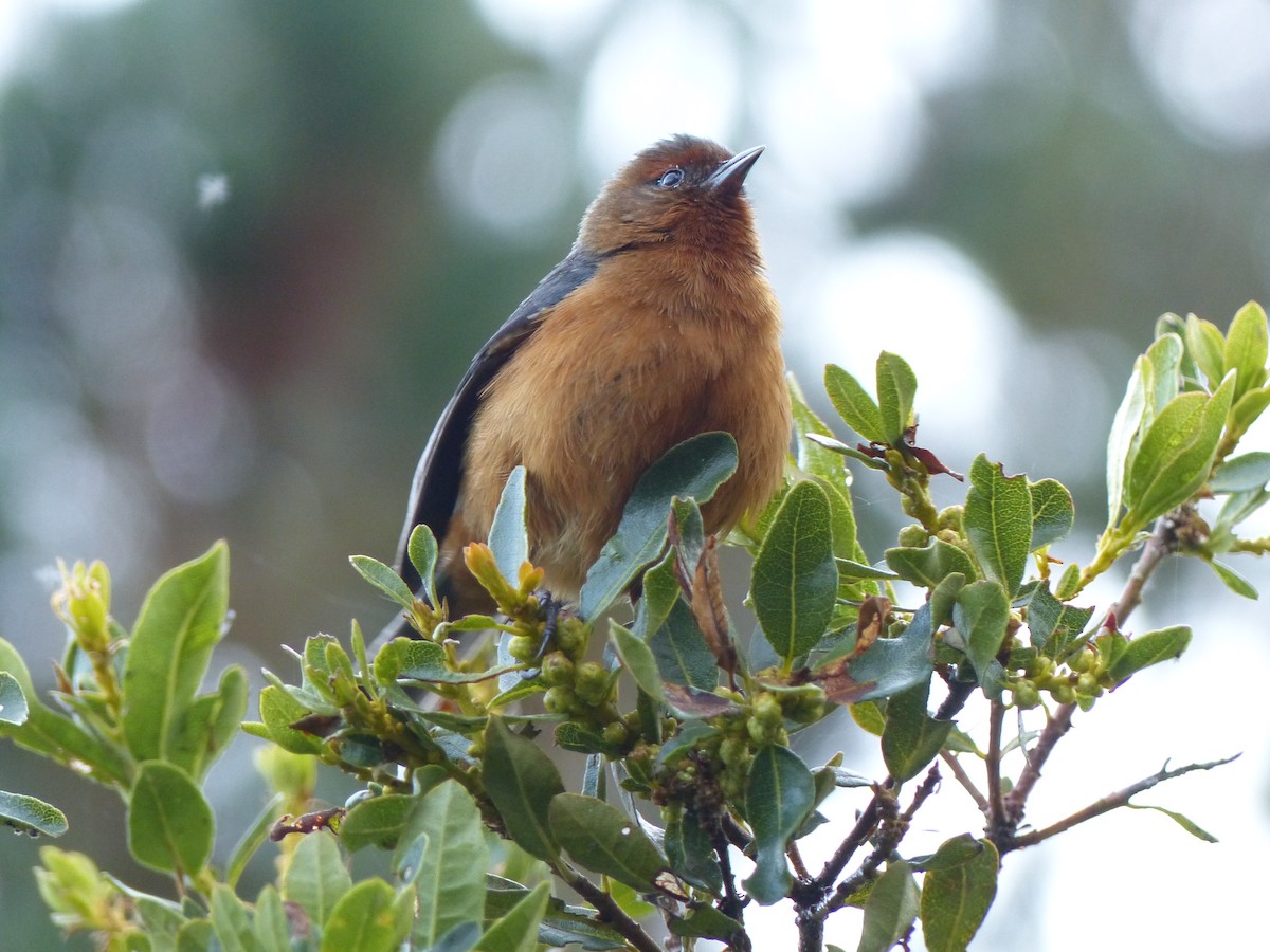 Rufous-browed Conebill - ML530488881