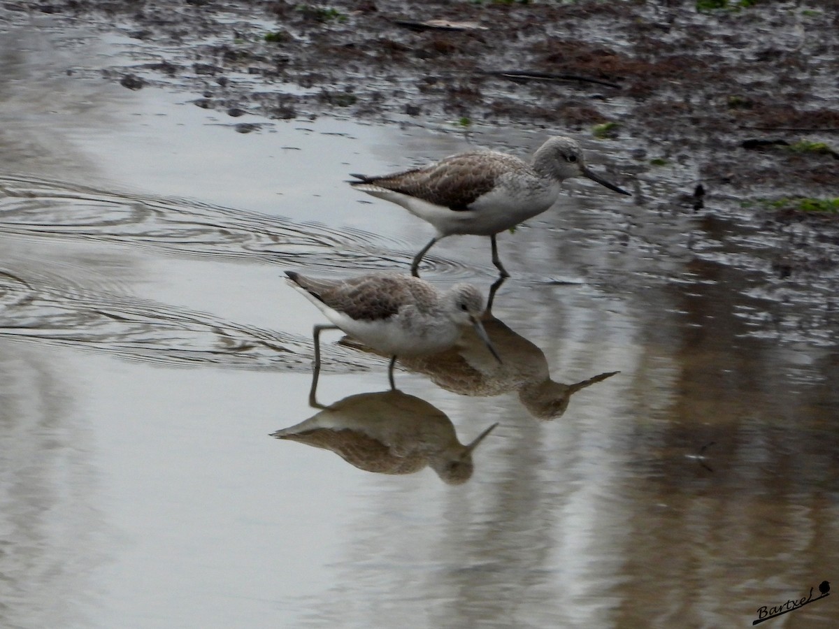 Common Greenshank - ML530490091