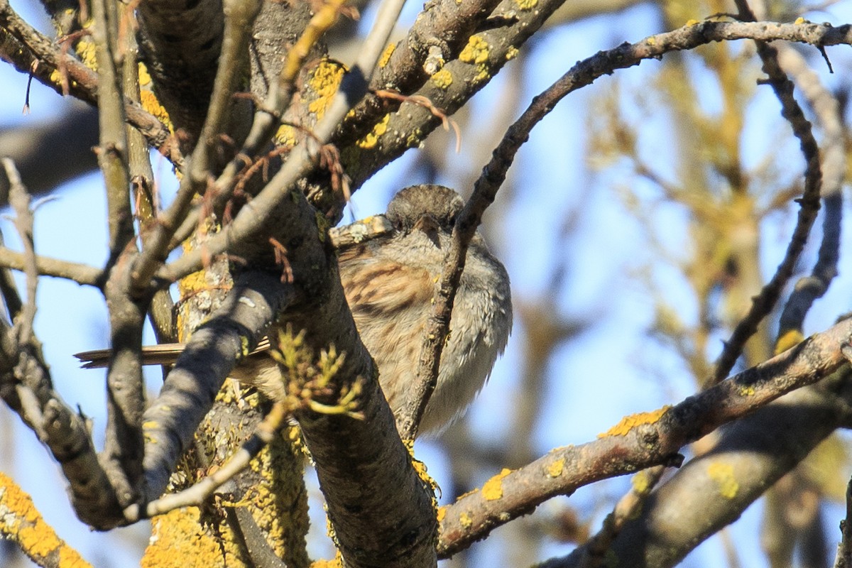 Dunnock - ML530490281