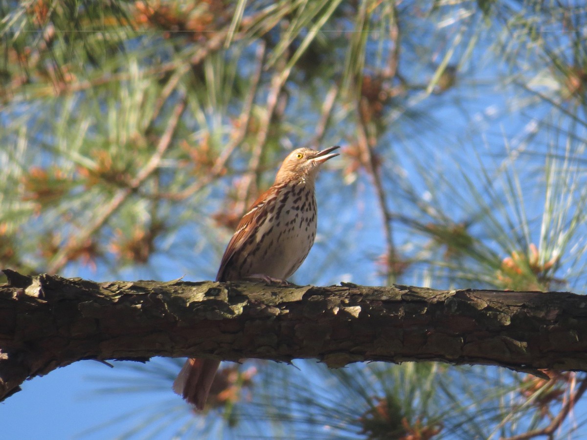 Brown Thrasher - ML53049041