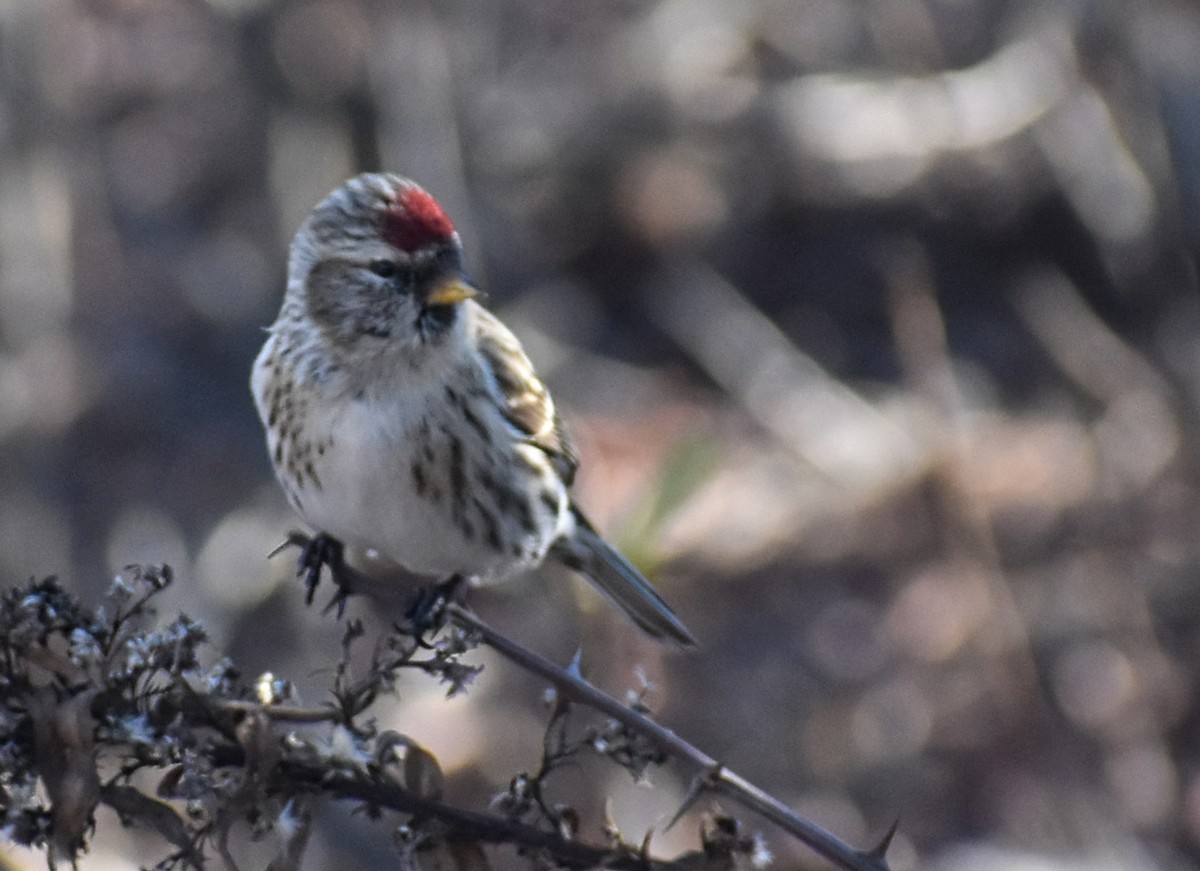 Common Redpoll - ML530490531