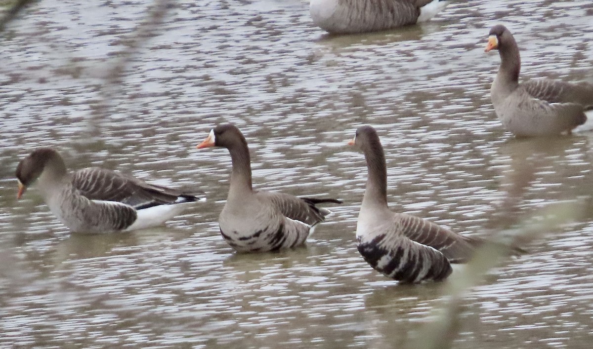 Greater White-fronted Goose - ML530491501