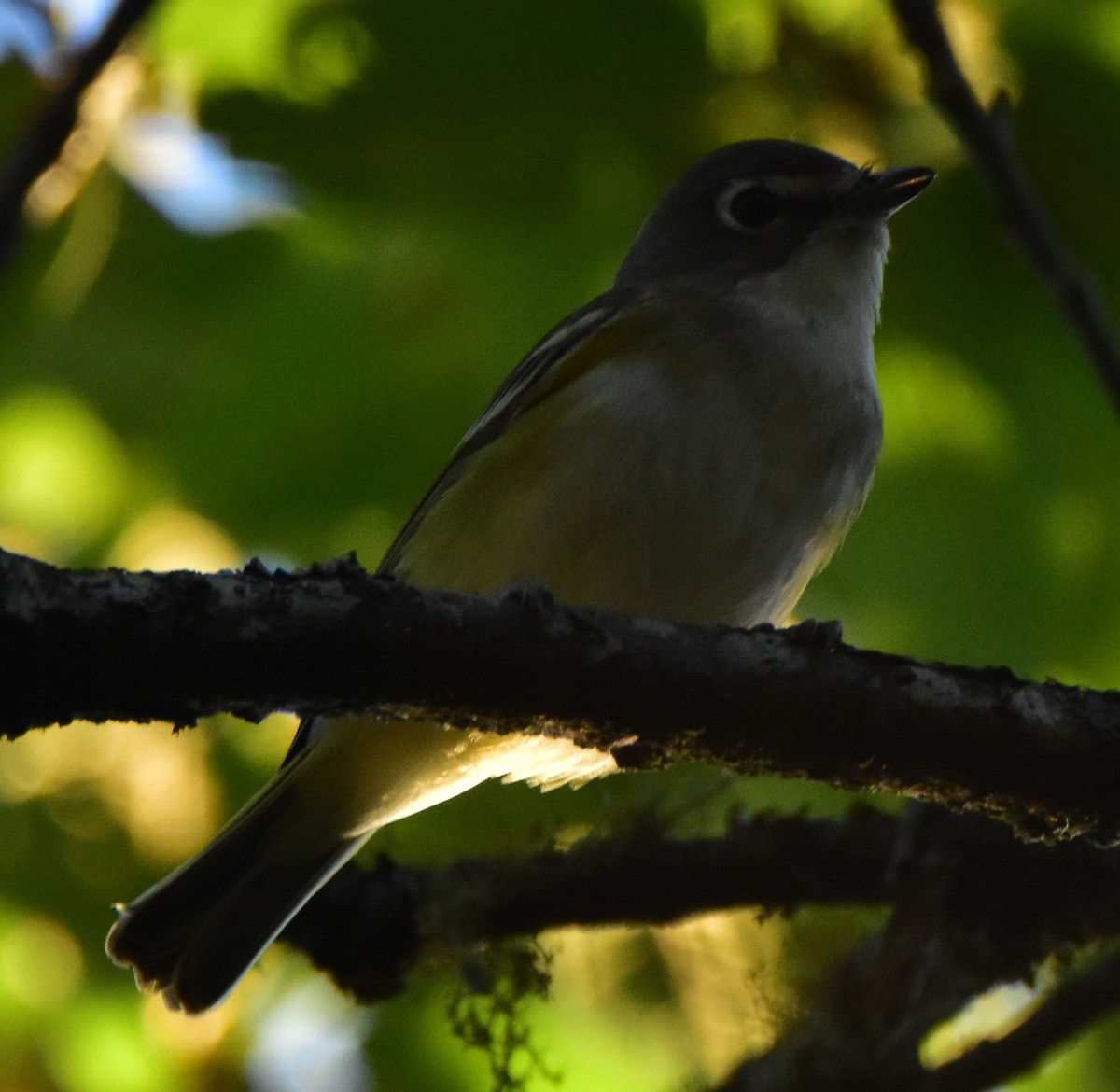 Blue-headed Vireo - Leonardo Guzmán (Kingfisher Birdwatching Nuevo León)