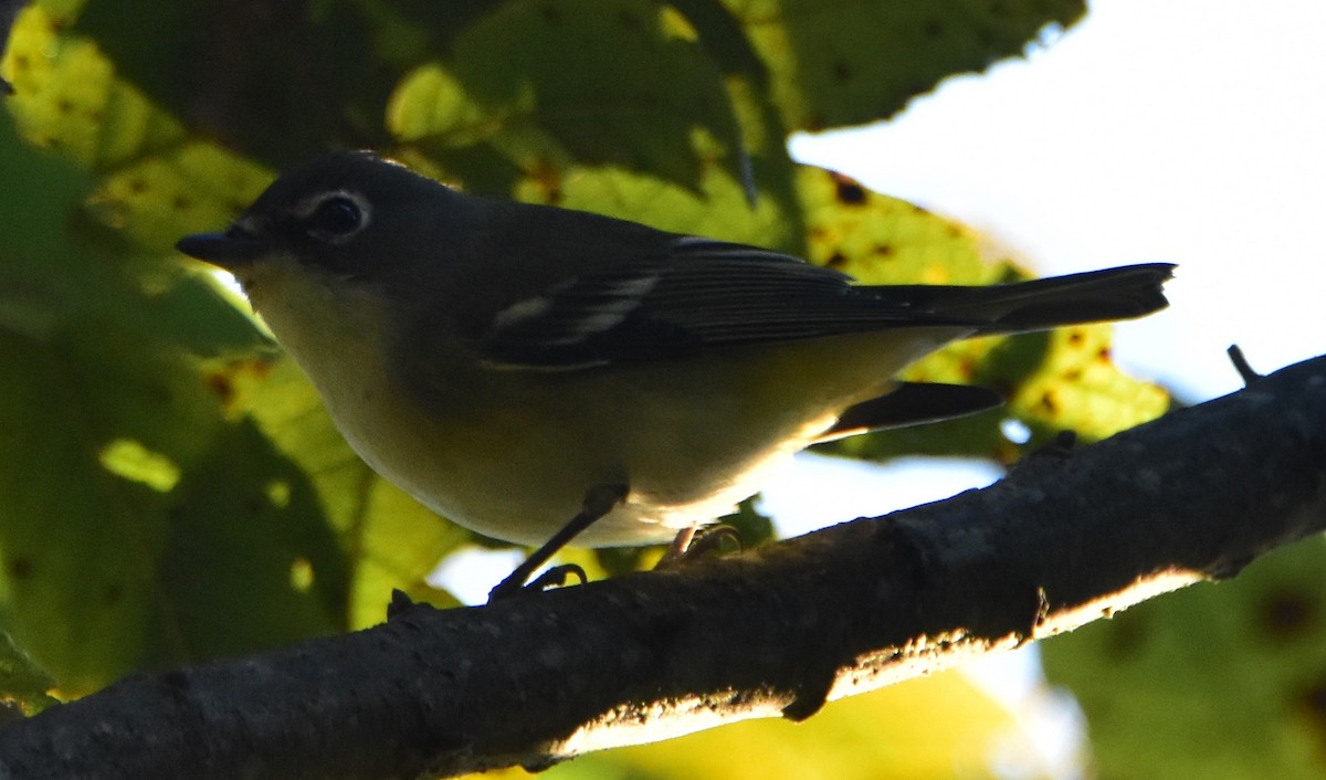 Blue-headed Vireo - Leonardo Guzmán (Kingfisher Birdwatching Nuevo León)