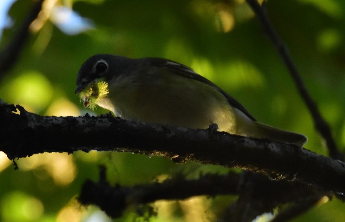 Blue-headed Vireo - Leonardo Guzmán (Kingfisher Birdwatching Nuevo León)