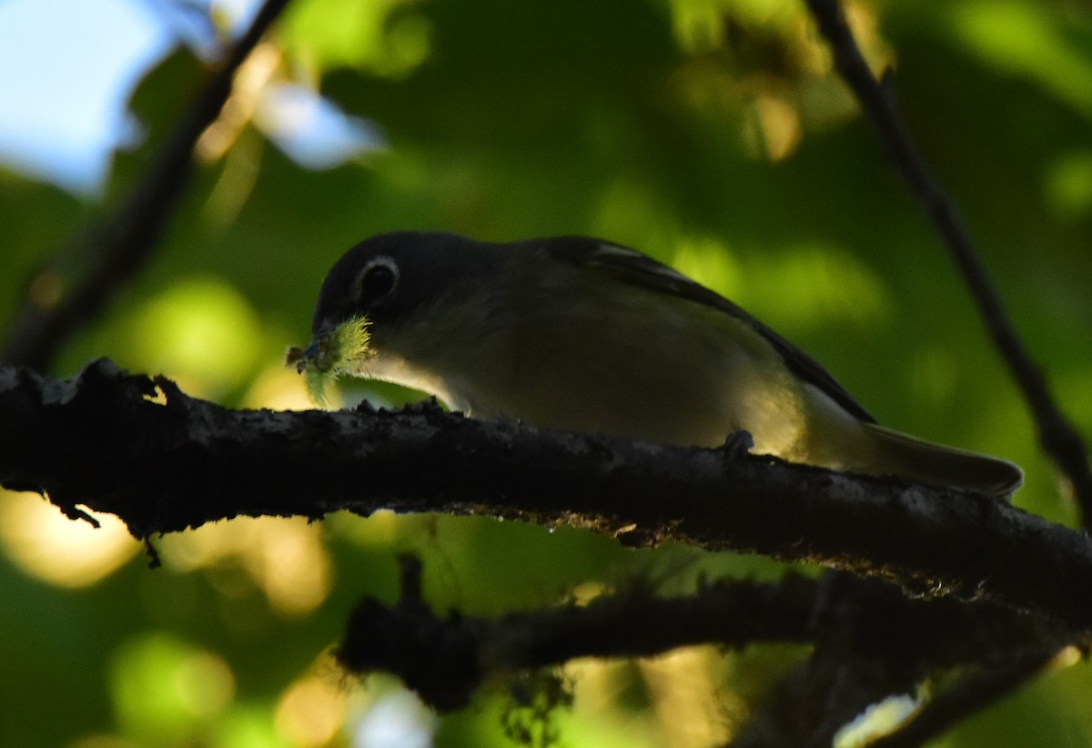 Blue-headed Vireo - Leonardo Guzmán (Kingfisher Birdwatching Nuevo León)