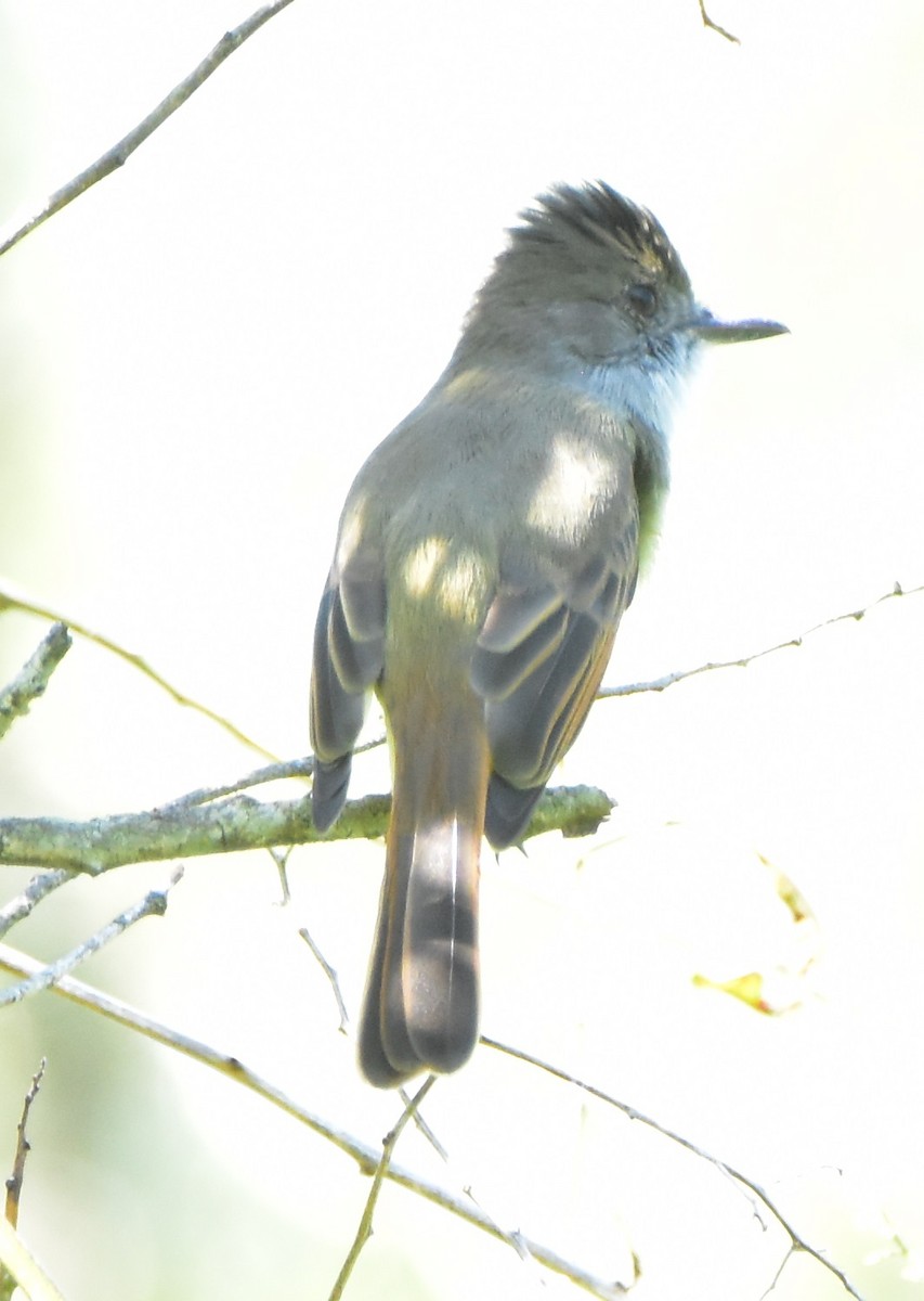 Dusky-capped Flycatcher - Leonardo Guzmán (Kingfisher Birdwatching Nuevo León)