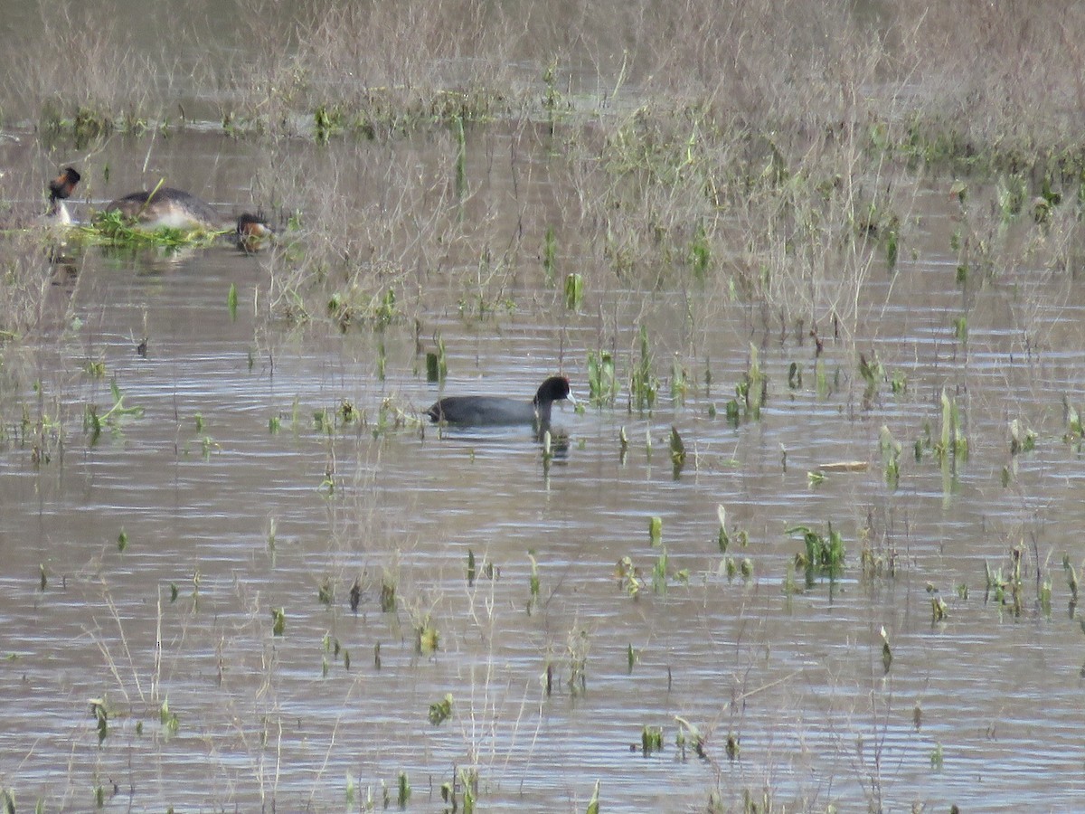 Red-knobbed Coot - ML530493111