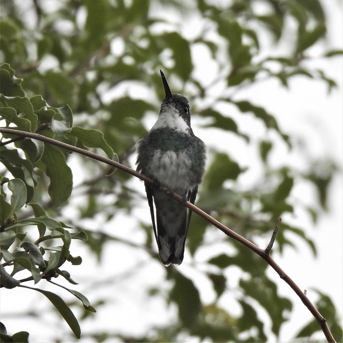 White-throated Hummingbird - ML530493121