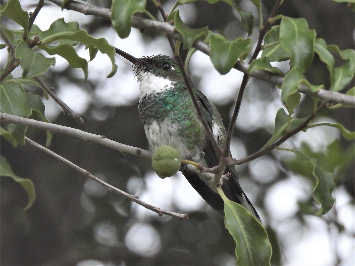 White-throated Hummingbird - ML530493151