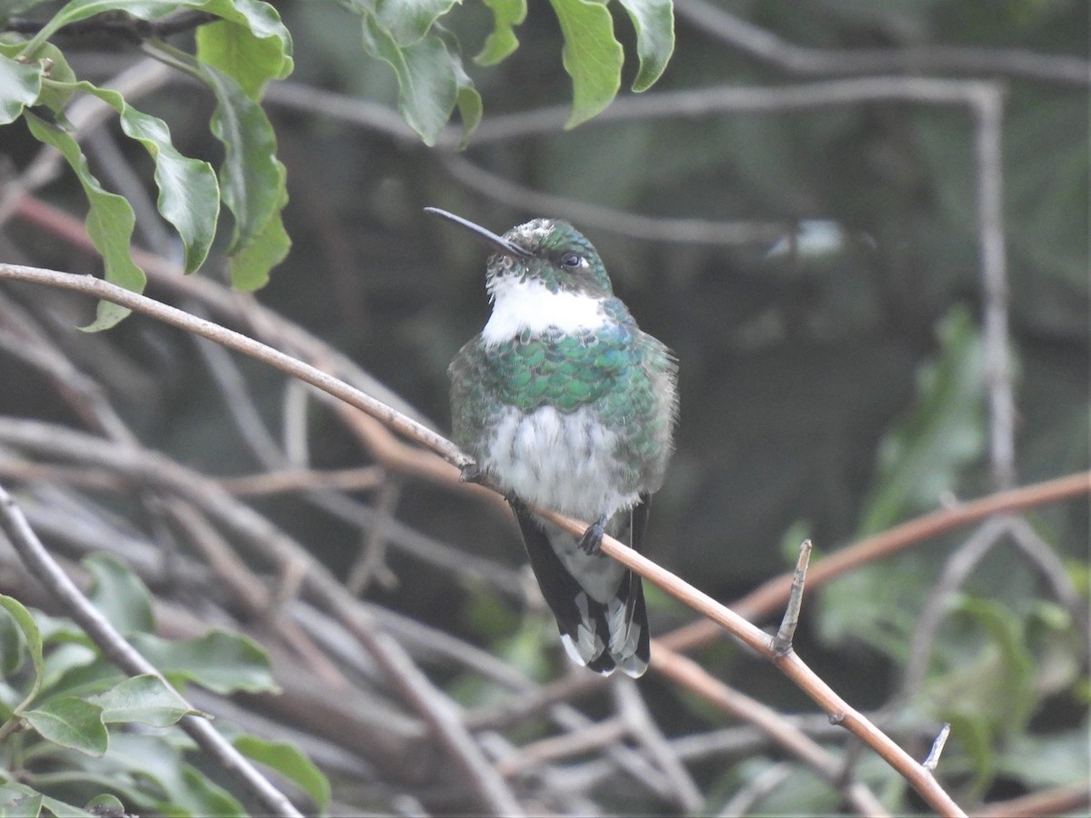 White-throated Hummingbird - ML530493161