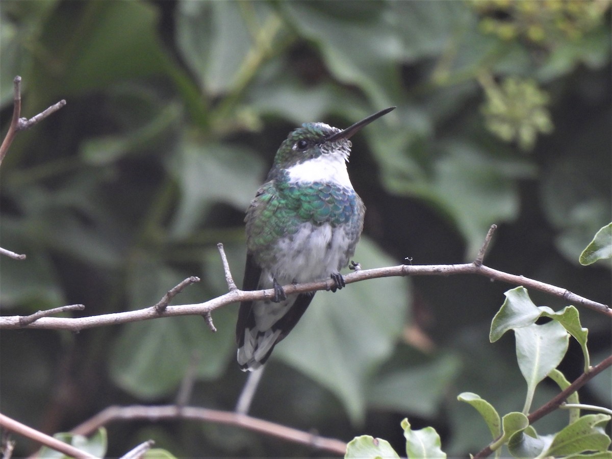 White-throated Hummingbird - ML530493171