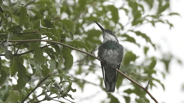 Colibri à gorge blanche - ML530493191