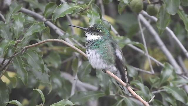 Colibrí Gargantilla - ML530493221