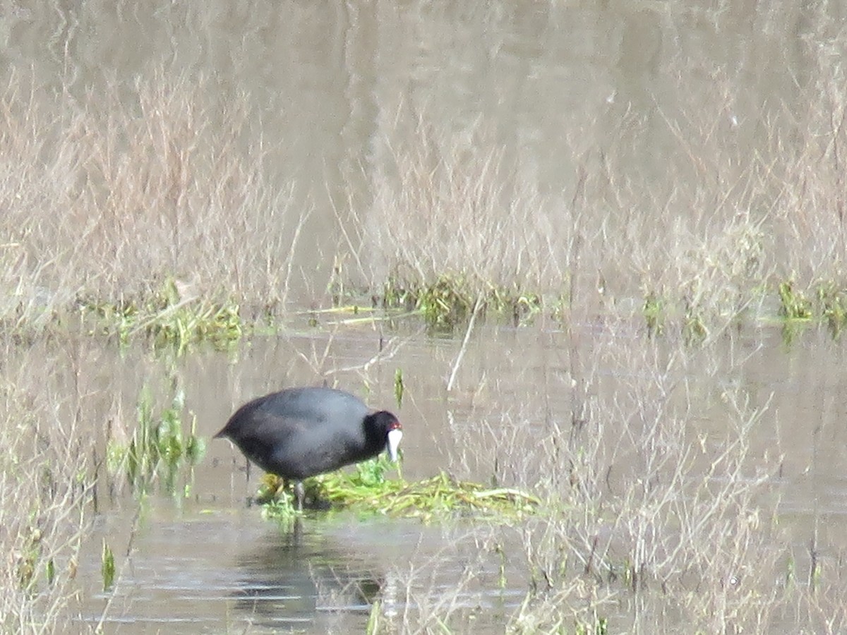 Red-knobbed Coot - ML530493311