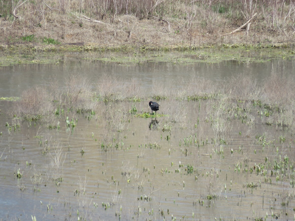 Red-knobbed Coot - ML530493371