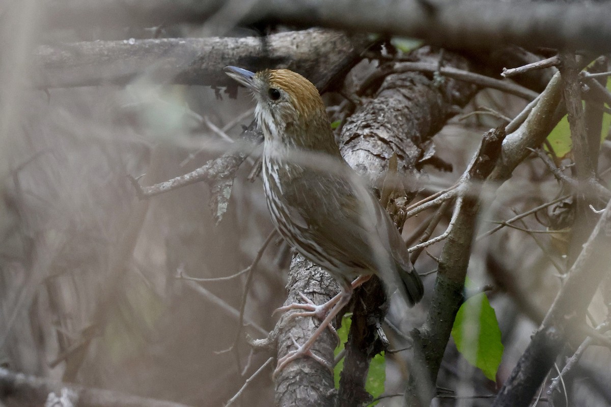 Watkins's Antpitta - ML530495061