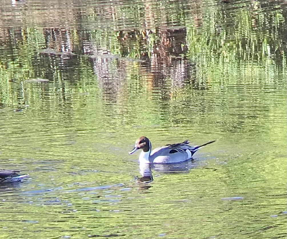 Northern Pintail - ML530495771