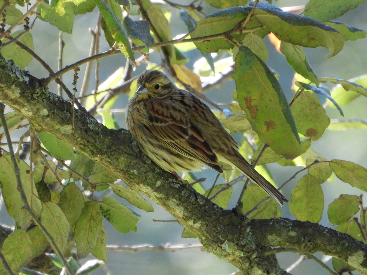 Cirl Bunting - ML530495921