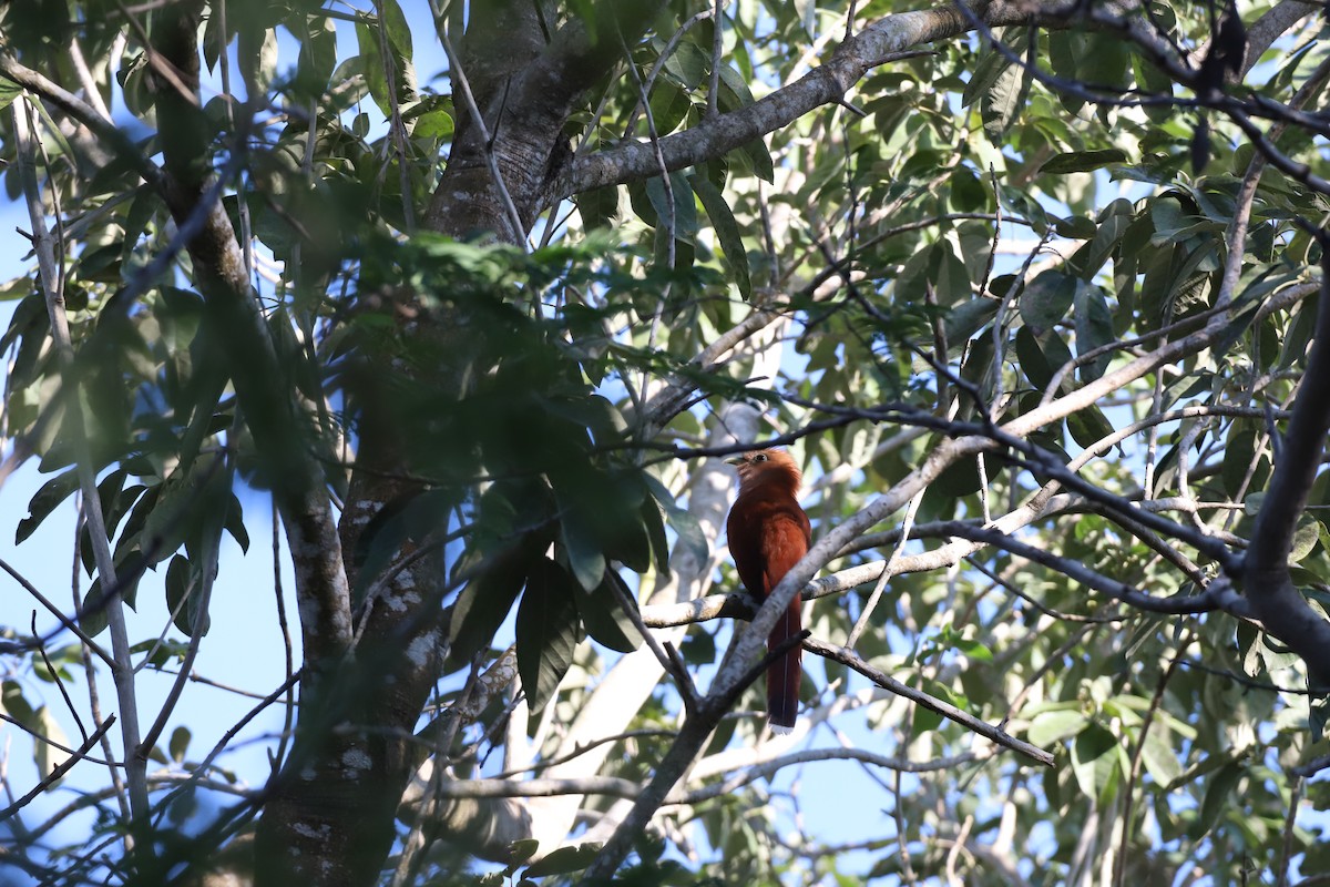 Squirrel Cuckoo - ML530496191