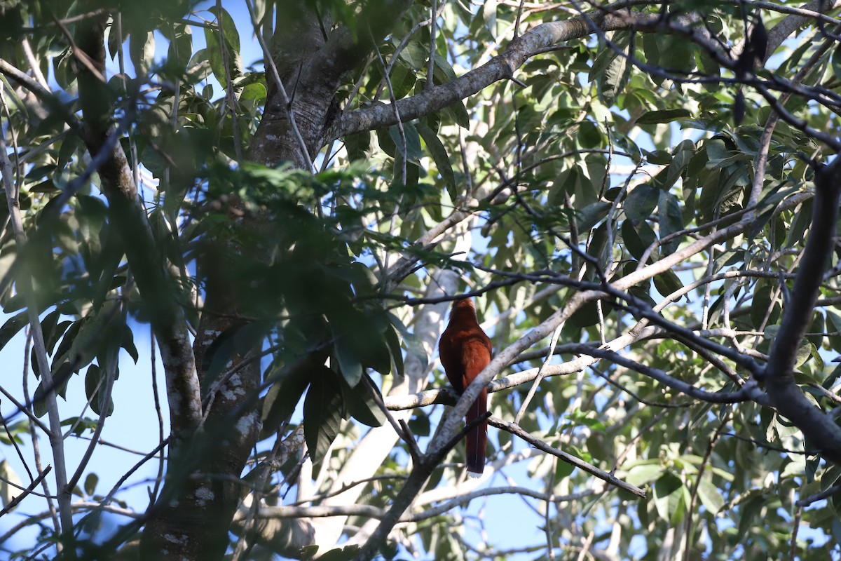 Squirrel Cuckoo - ML530496201