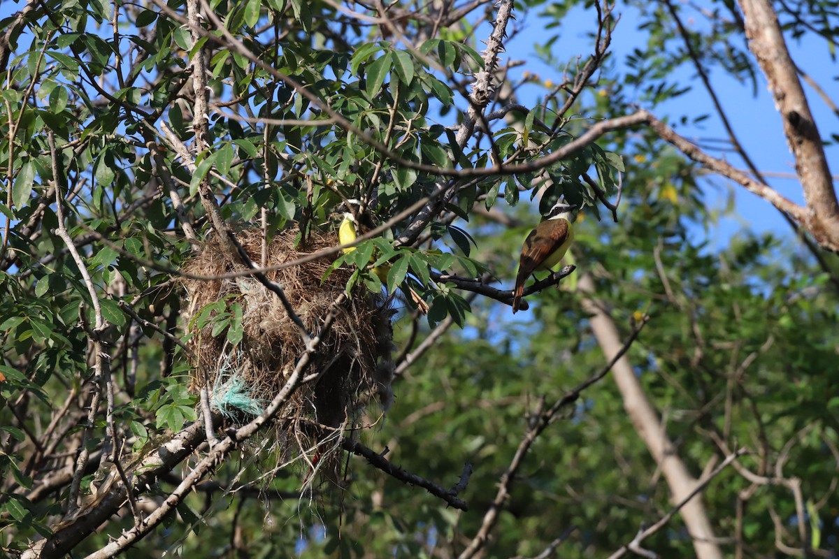 Great Kiskadee - ML530496401