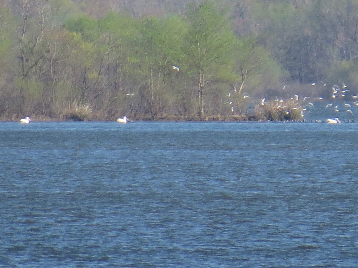 American White Pelican - ML53049671