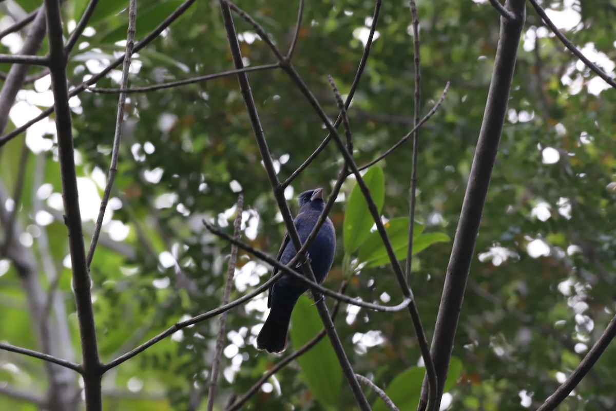 Blue Grosbeak - Isai Olalde