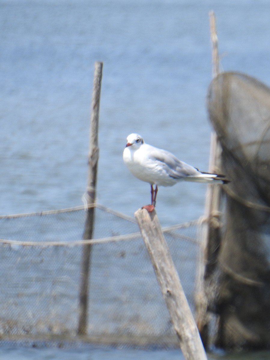 Mouette rieuse - ML530499571