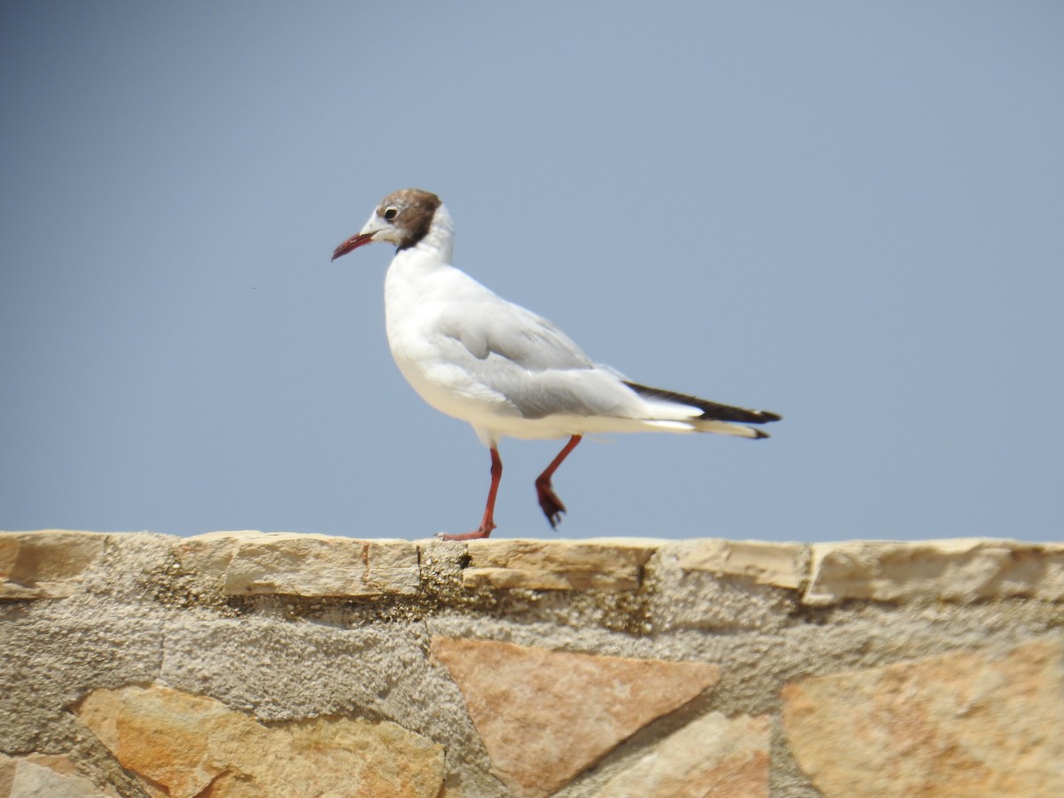 Mouette rieuse - ML530499591