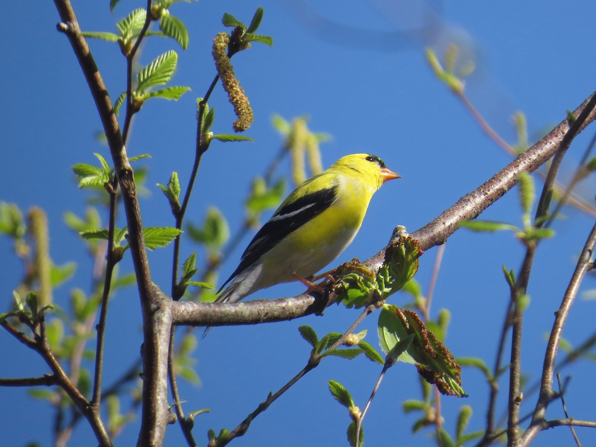 American Goldfinch - ML53049971