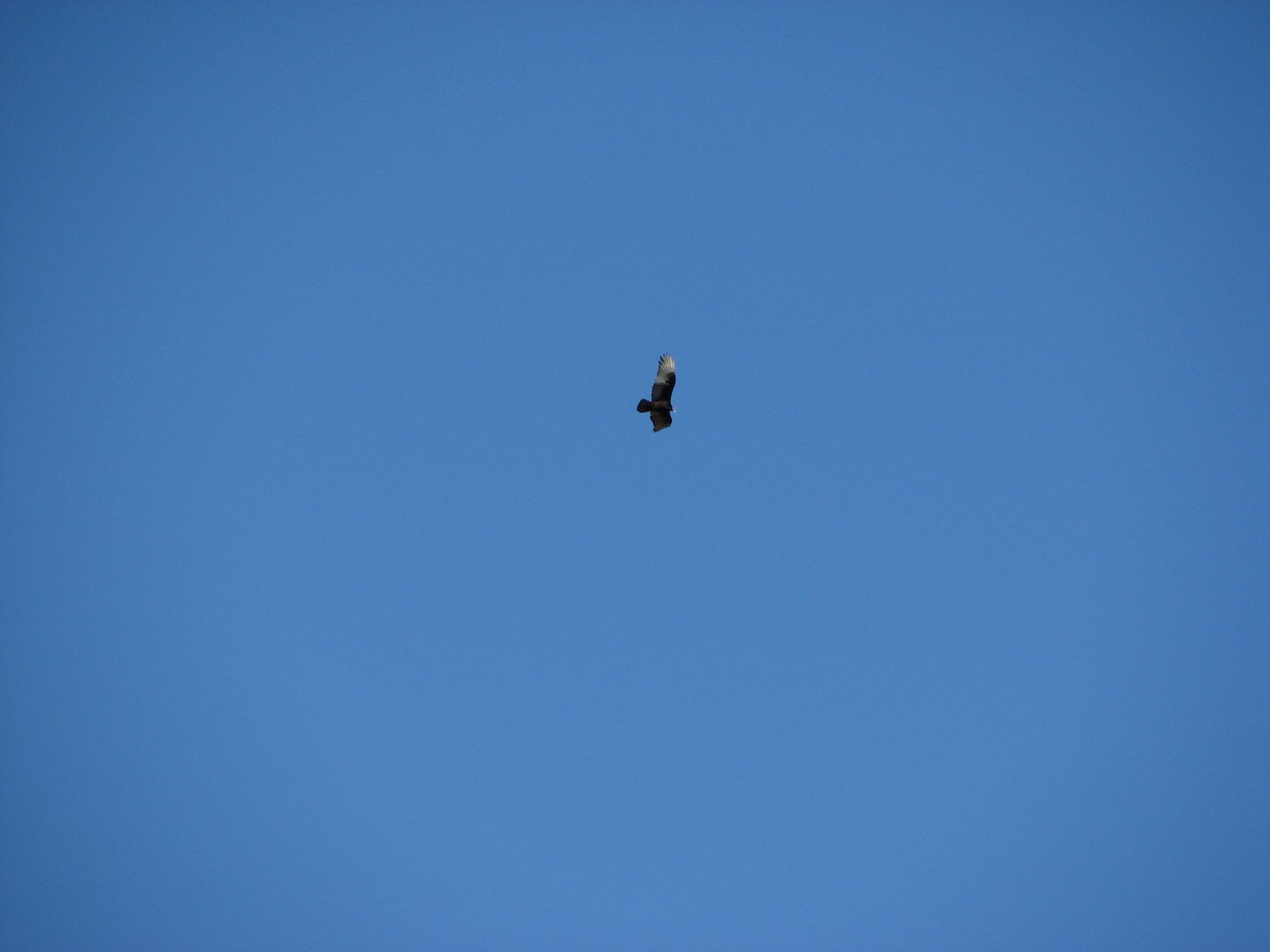 Turkey Vulture - ML53050001