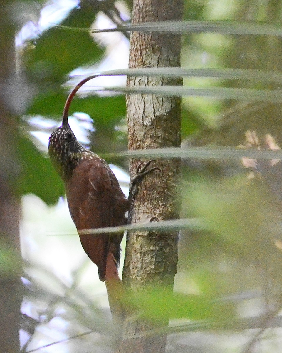 Curve-billed Scythebill (Tupana) - Bruno Rennó