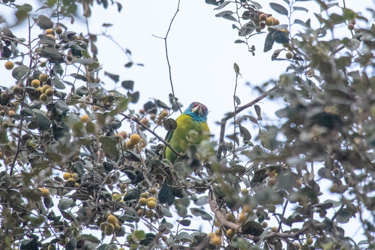 Blue-throated Barbet - ML530500571