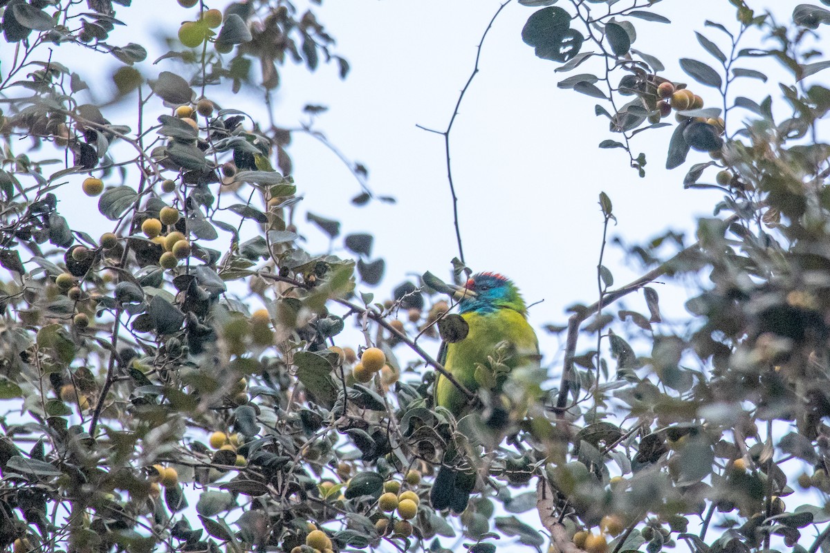 Blue-throated Barbet - ML530500581